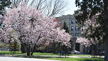 spring at SEU campus